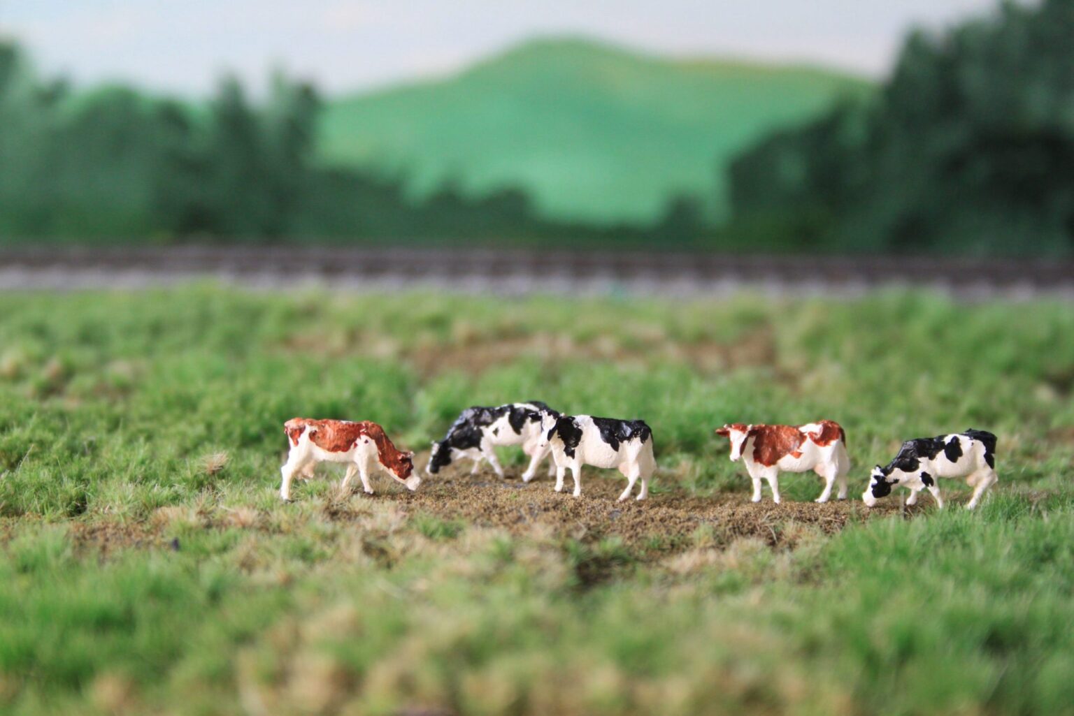 Pack Of 5 Holstein Black And White Red And White E trains